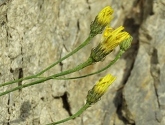 Tolpis staticifolia