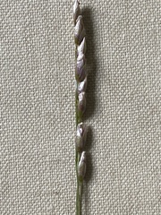 Anthoxanthum arcticum