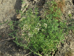 Laserpitium gallicum