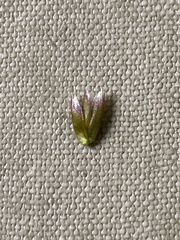 Anthoxanthum arcticum