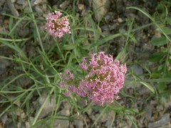 Centranthus angustifolius