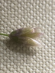 Anthoxanthum arcticum