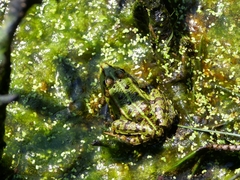 Pelophylax