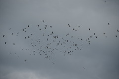 Vanellus vanellus