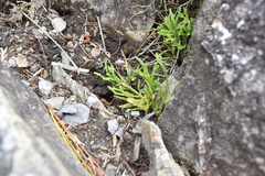 Lycopodium yueshanense