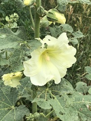 Alcea rugosa