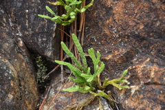 Lycopodium yueshanense