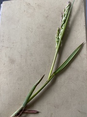 Poa eminens