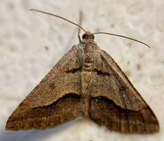 Digrammia subminiata