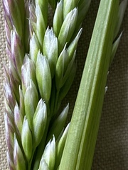 Poa eminens