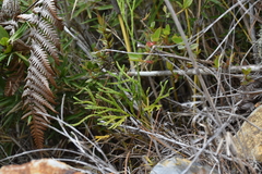 Lycopodium yueshanense
