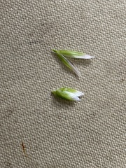 Poa eminens