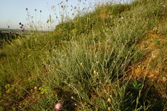 Psephellus trinervius