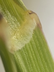 Poa eminens