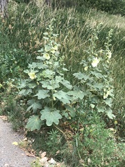Alcea rugosa