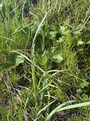 Poa eminens