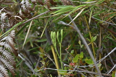 Lycopodium yueshanense