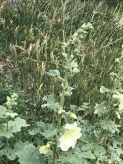 Alcea rugosa