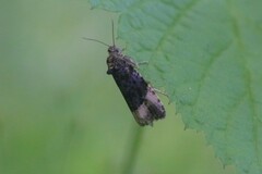 Apotomis betuletana