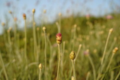 Psephellus trinervius