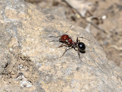 Messor minor hesperius