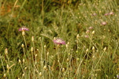 Psephellus trinervius