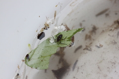 Plesiovelia