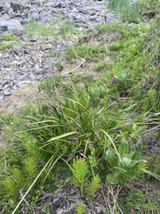 Carex gmelinii