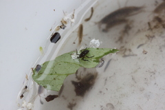 Plesiovelia