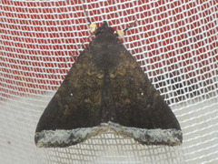 Coremagnatha orionalis