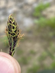 Carex gmelinii