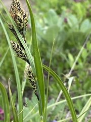 Carex gmelinii