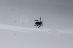 Plesiovelia