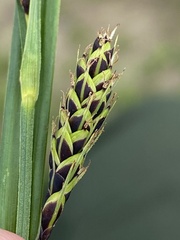 Carex gmelinii