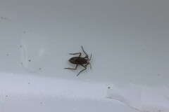 Plesiovelia