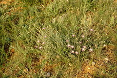 Psephellus trinervius