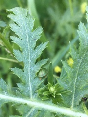 Cassida stigmatica