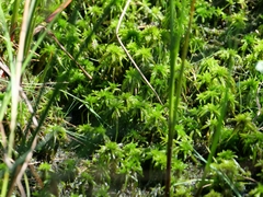 Sphagnum