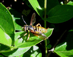 Spilomyia alcimus