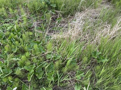 Arctagrostis latifolia