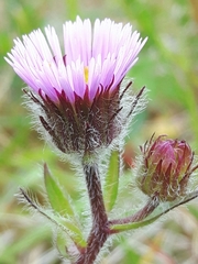 Erigeron borealis