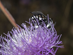 Thyreus histrionicus