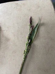 Arctagrostis latifolia