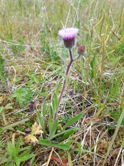 Erigeron borealis