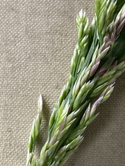 Arctagrostis latifolia