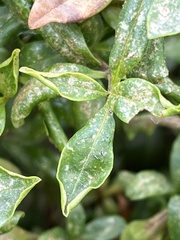 Dendrothrips ornatus