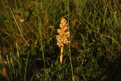 Orobanche kochii