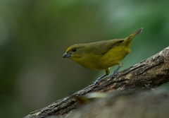 Euphonia violacea