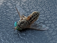 Tabanus nigrovittatus