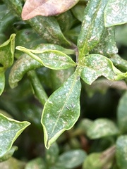 Dendrothrips ornatus